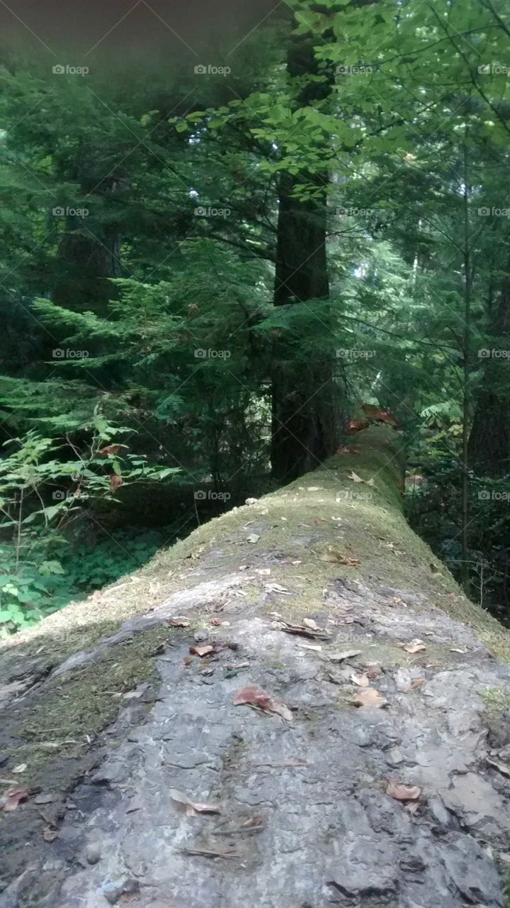 Priest Point Park (fallen tree), Washington State