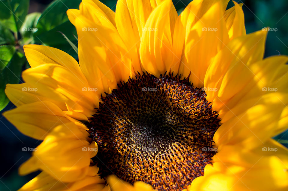 Happy beautiful sunflower in golden hour sunlight close-up detail of flower head conceptual health and wellness cheerful floral art photography background or poster