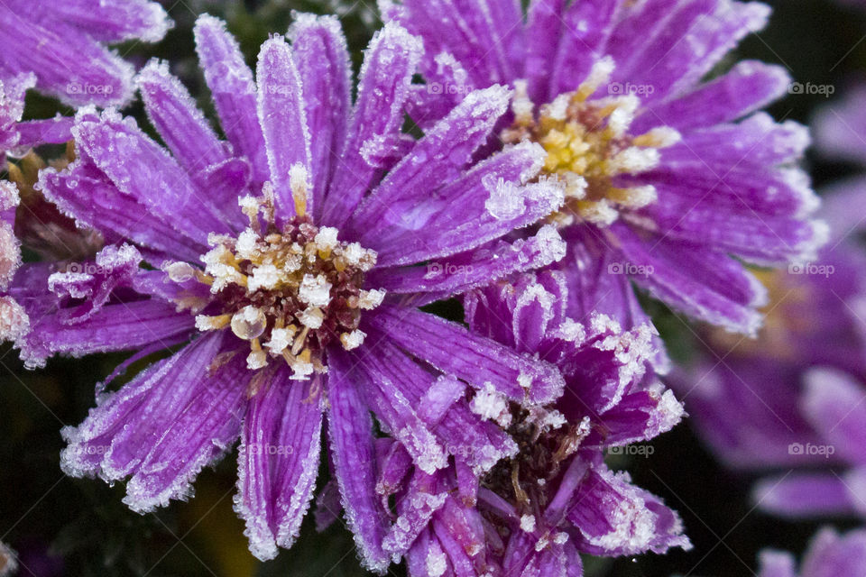 Frost purple flowers