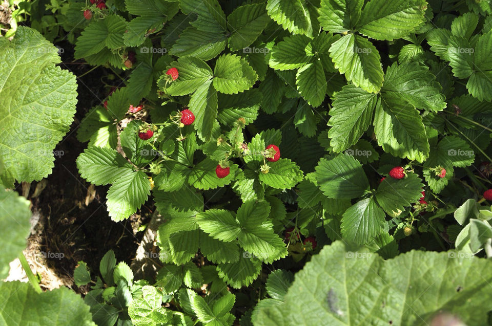 summer leaves strawberry wild by hkjohan