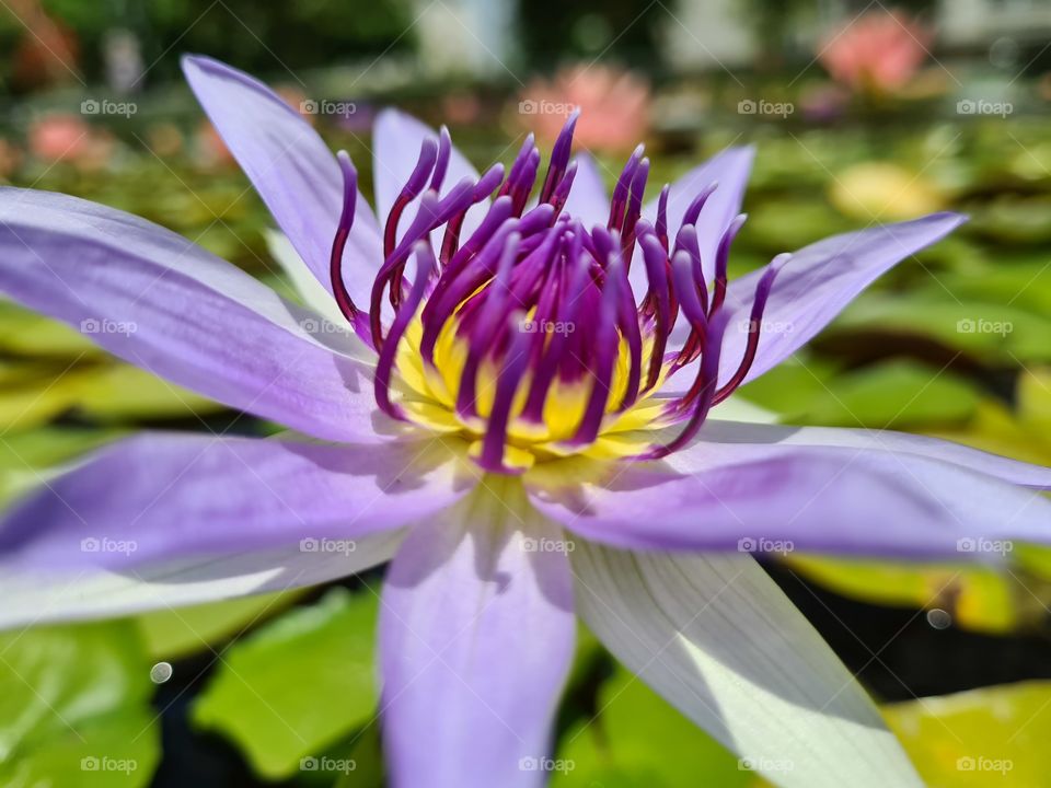Wonderful aquatic flower with a white violet hue