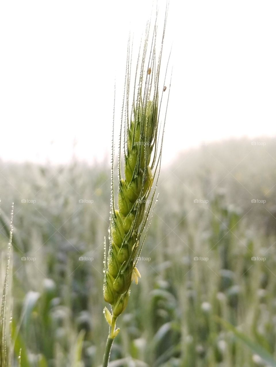 paddy plant close up