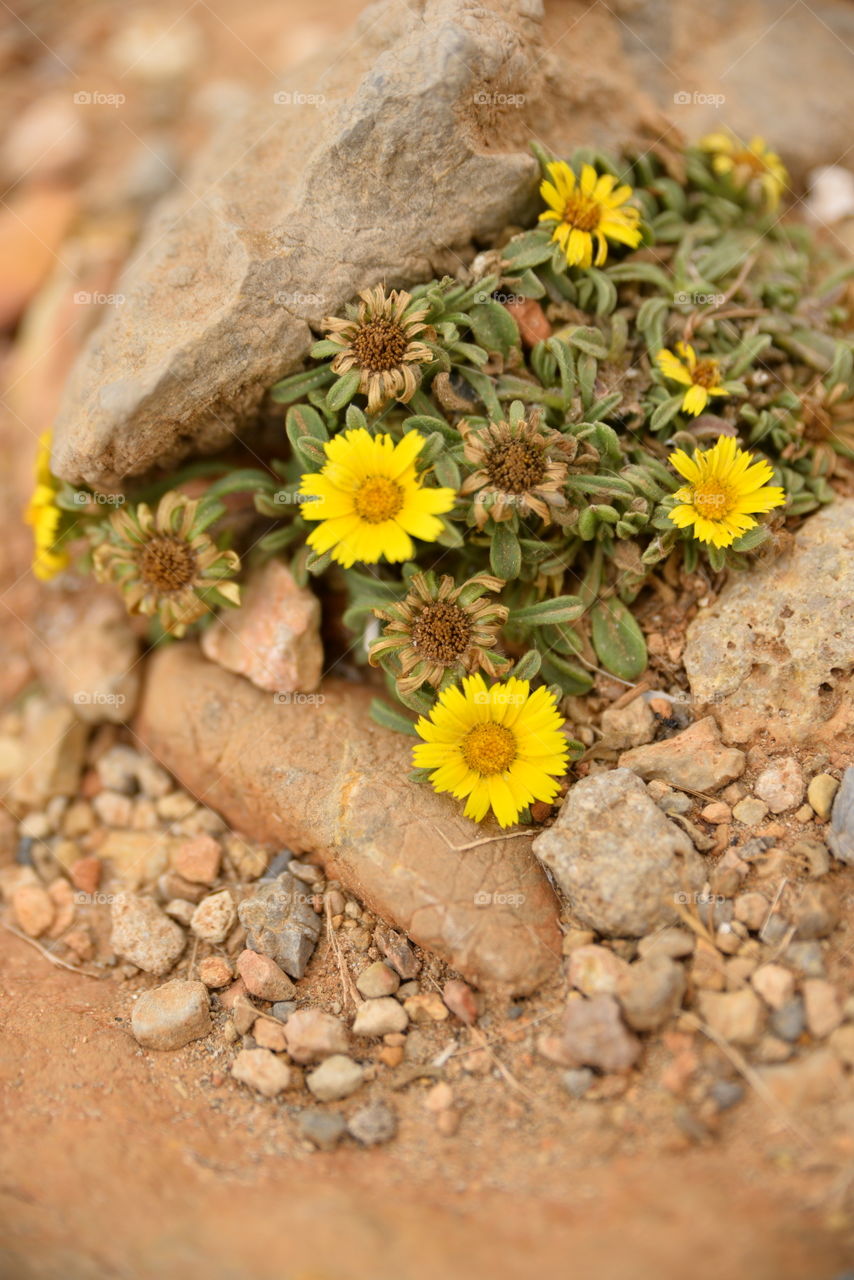 Close-up yellow plants