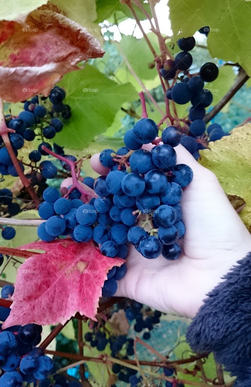 Picking grapes. Picking grapes