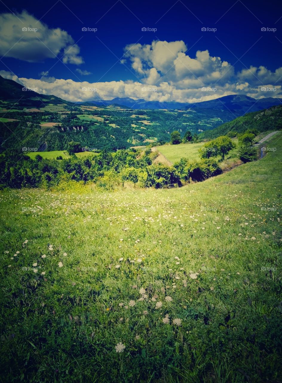 Meadow. French Alps 