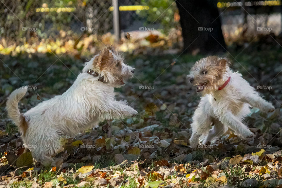 Jack Russell terriers playing