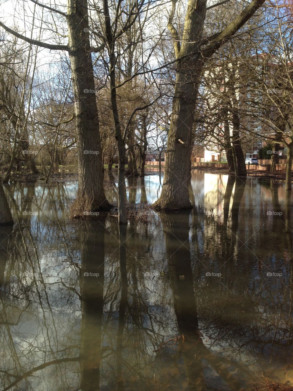 Pond in the woods