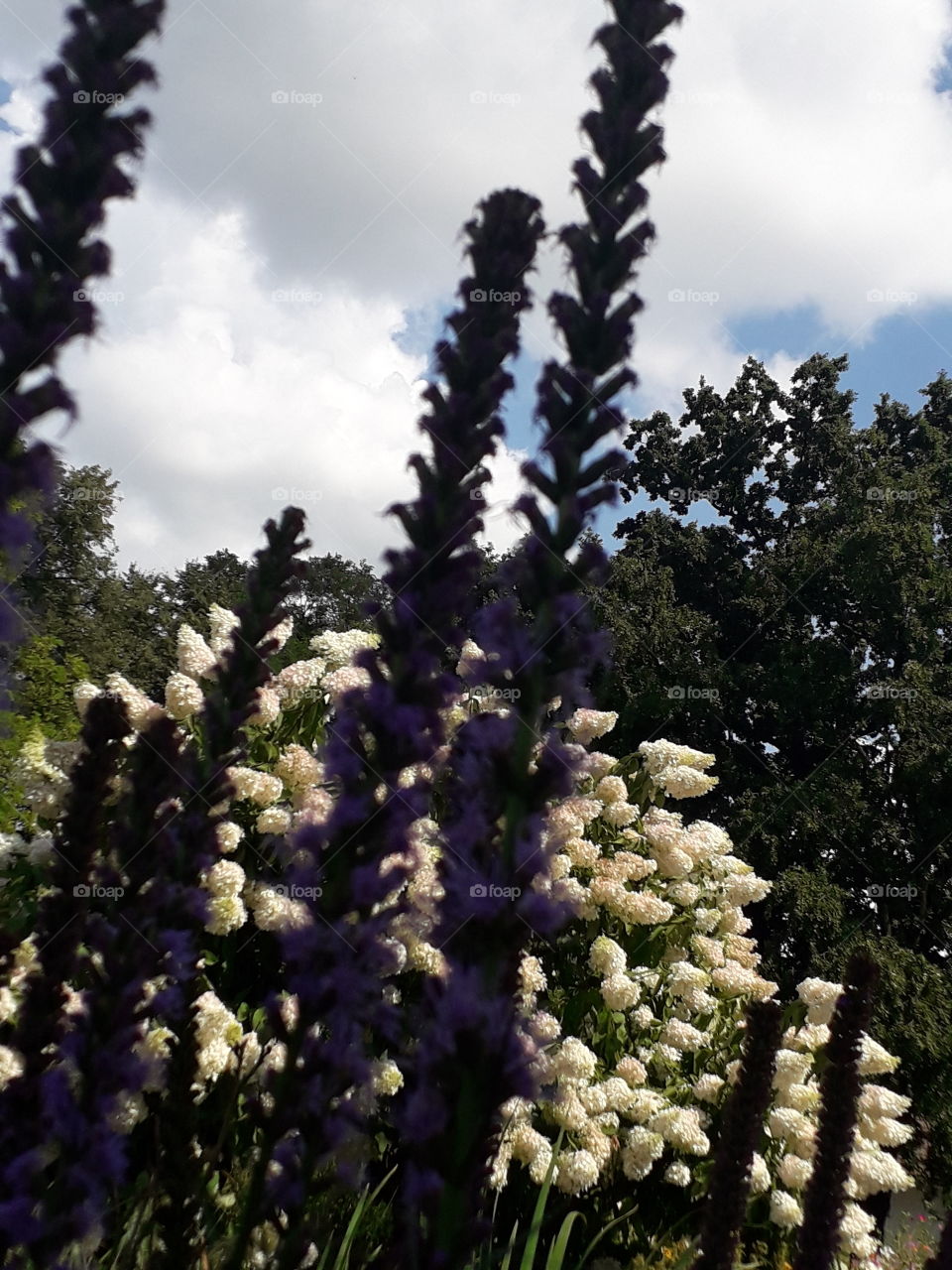 liarris and hydrangea