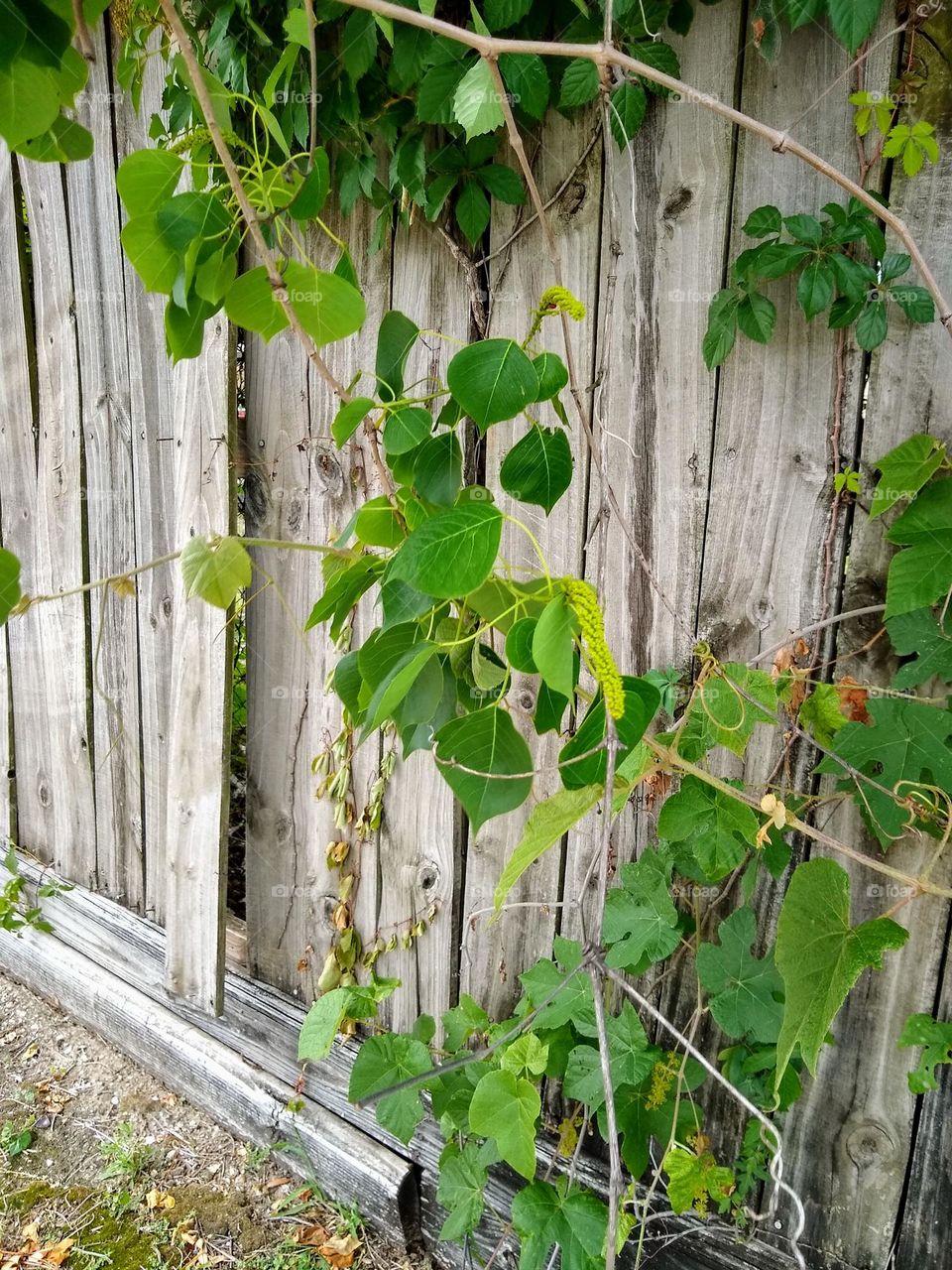 A green ivy growing along a wooden fence that I was walking past while running an errand.