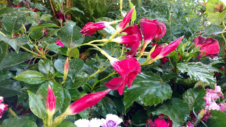Florezinhas vermelhas escuras em formato de sininhos