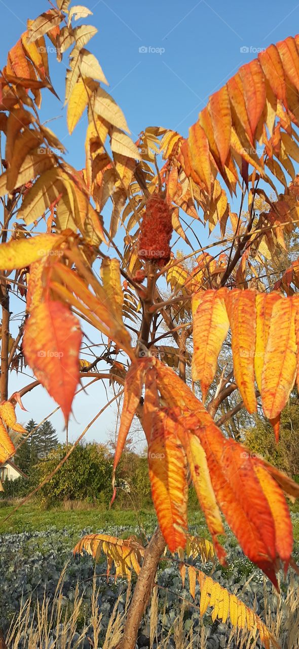 sumac tree in the morning in autumn