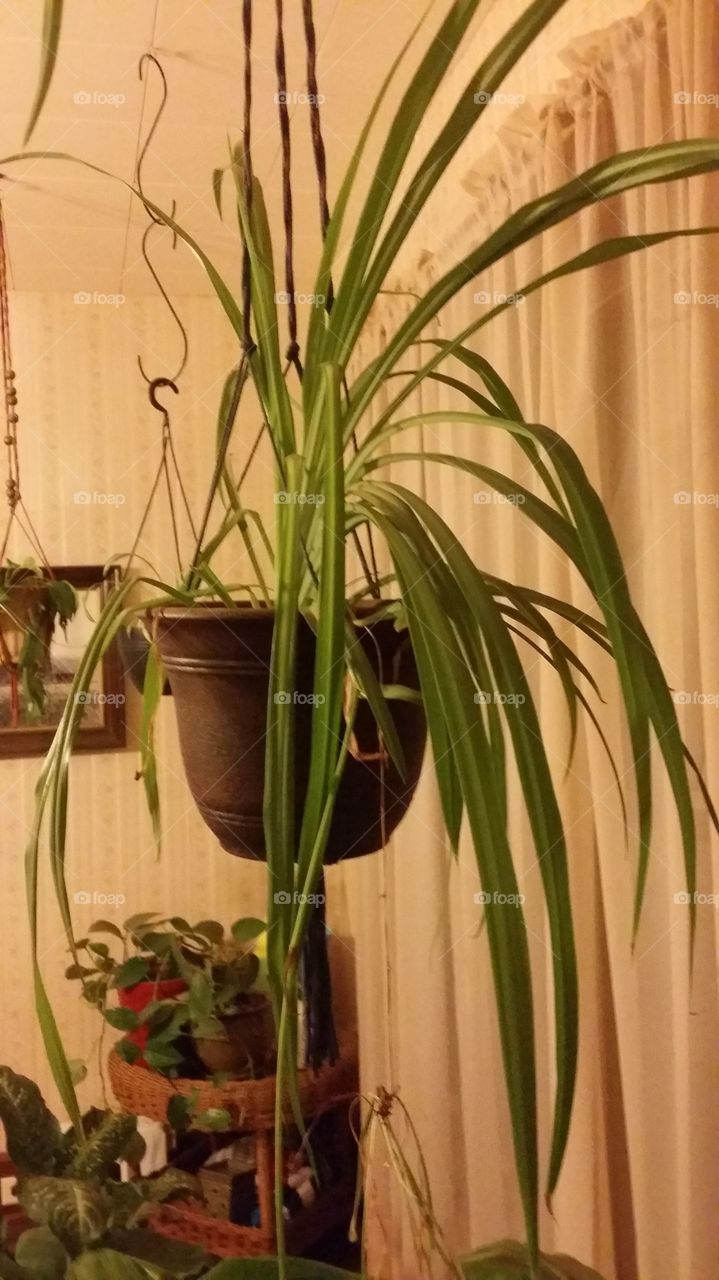 spider plants