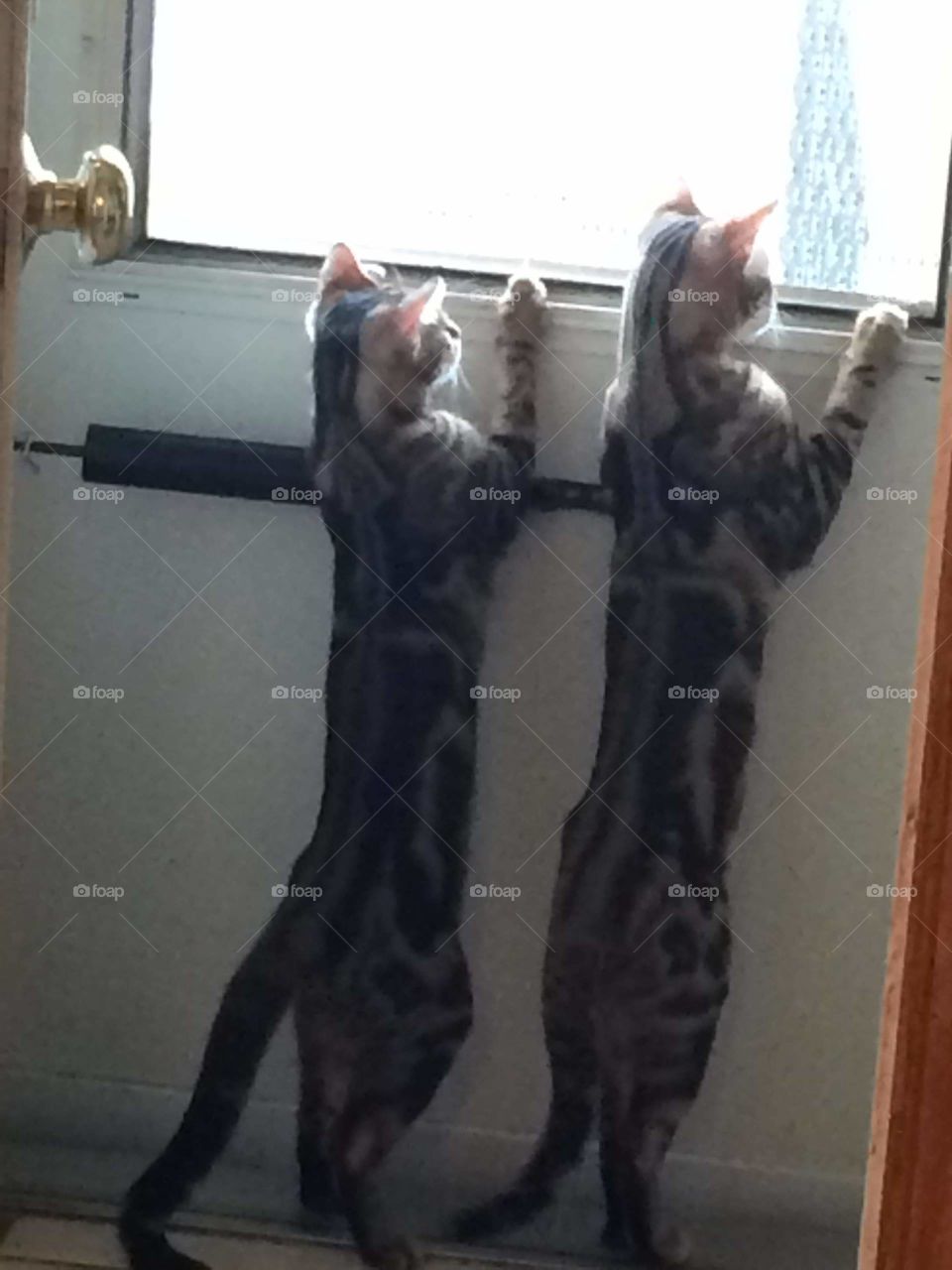 These two Bengal kittens are up for adoption ..... feel free to message me 1 male 1 female ...siblings 9 months old