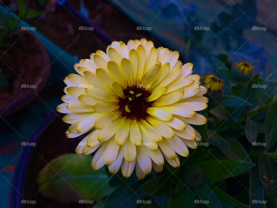 Flower click