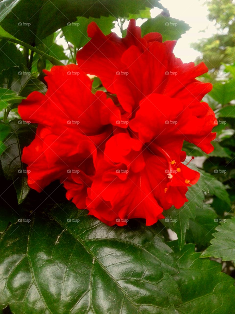 red tropical flowers #fresh