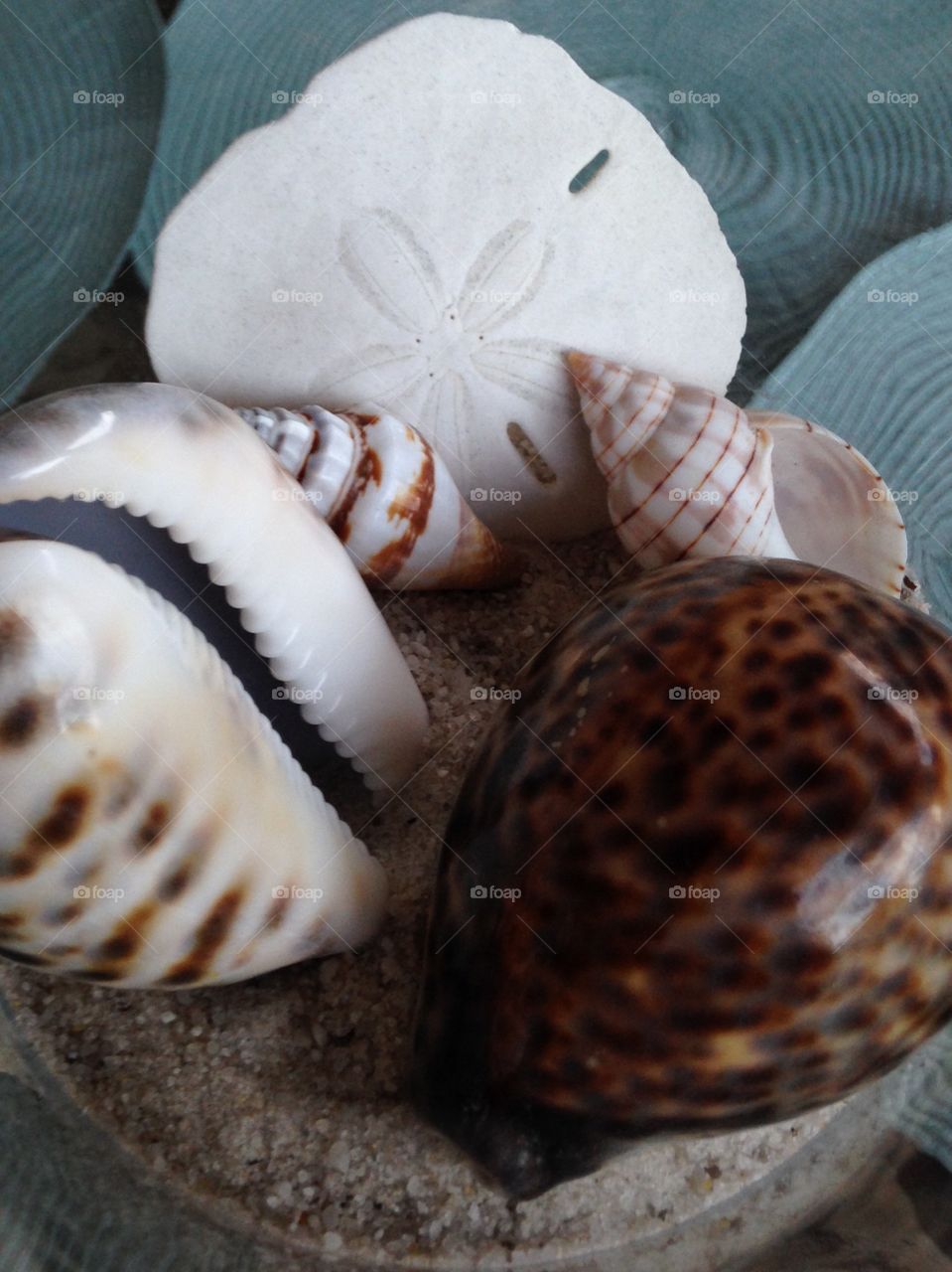 Sea shells 