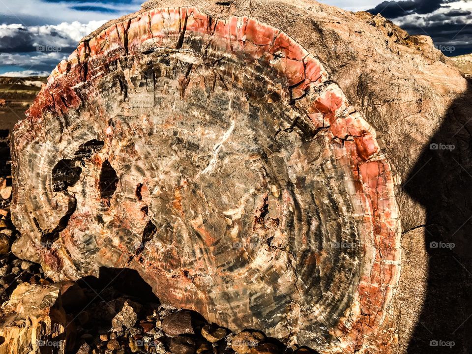 Close up of the rings on a Petrified Log..... Petrified Forest