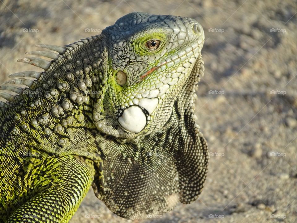 Iguana