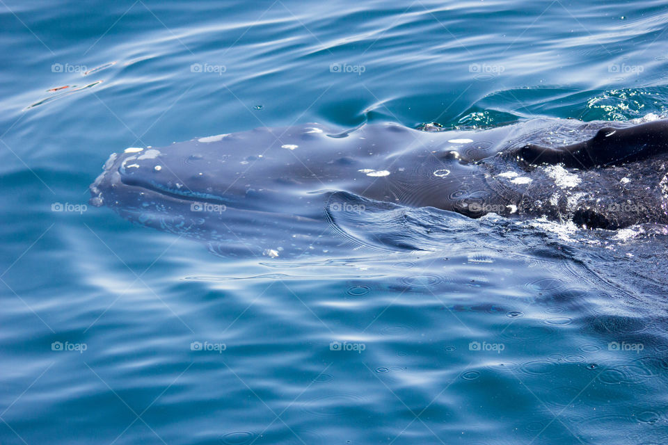 Australia - Merimbula, whale up close