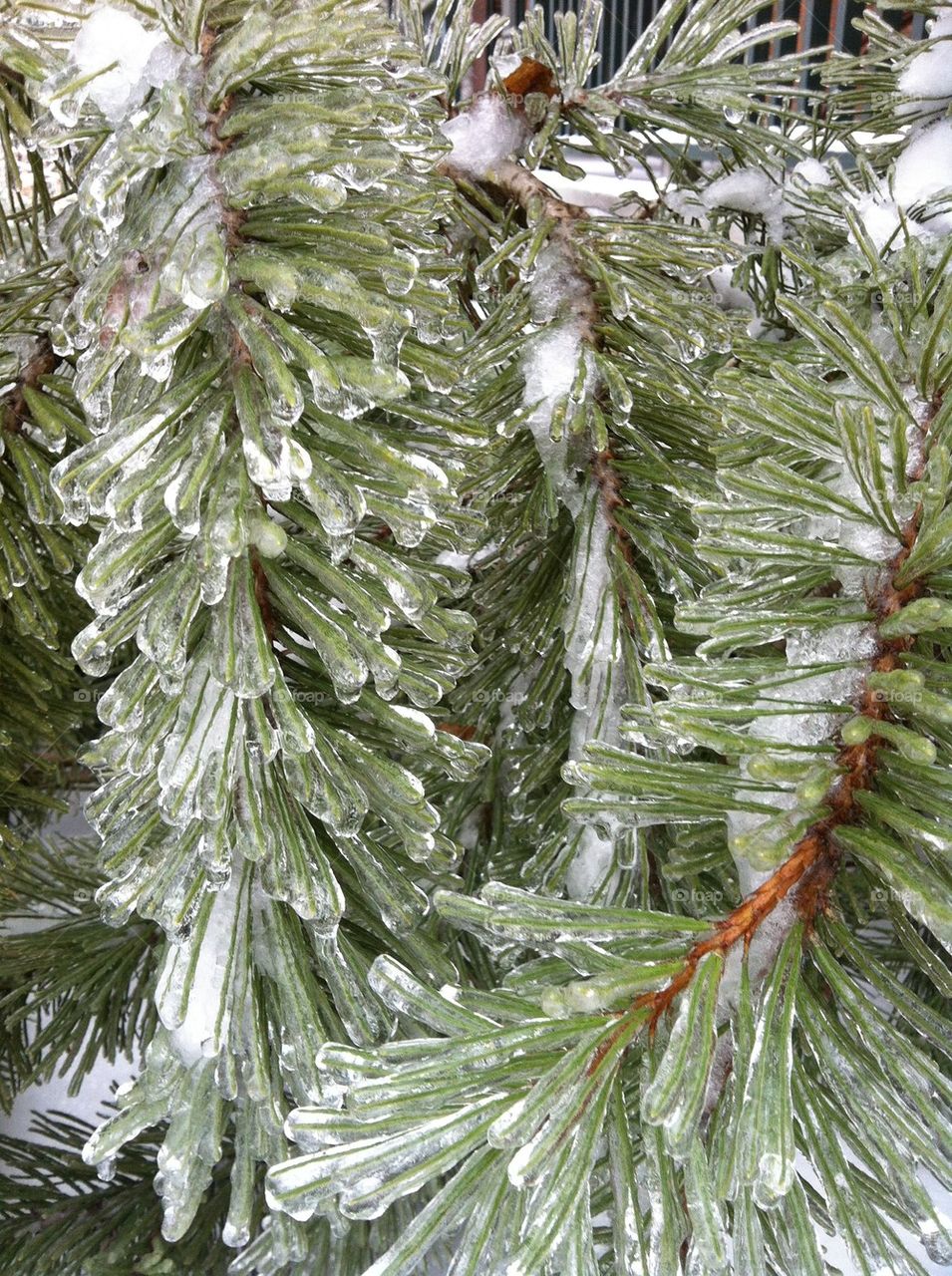 Frozen pine tree