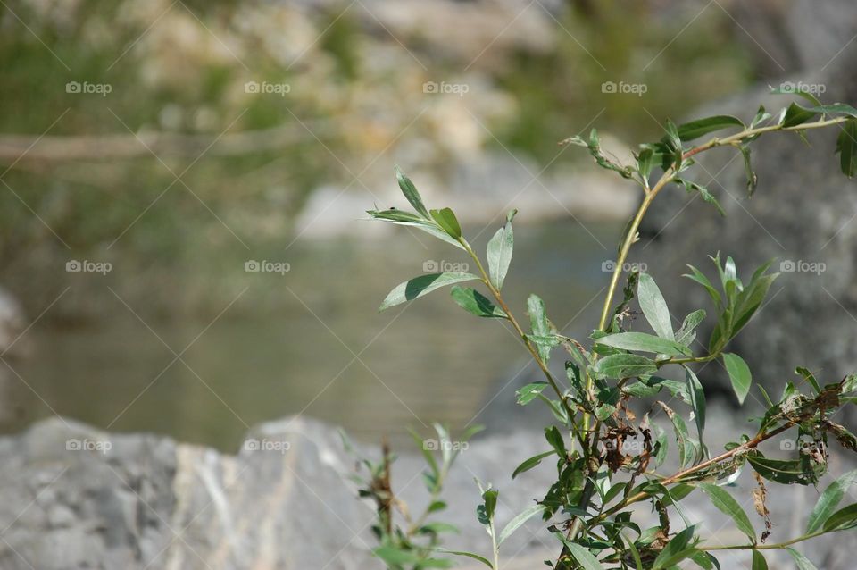 foglie verdi sul fiume