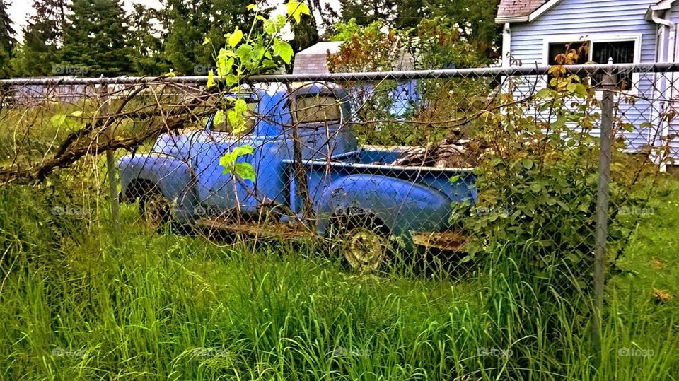 Classic Blue Truck Overgrown Behind Fence in Yard, Rustic Rural Life, Redneck Pick Up, Rusty