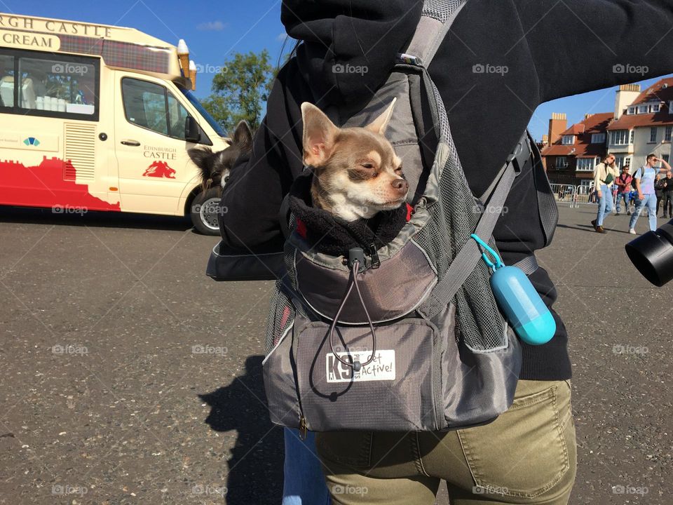 Dog walk … backpack to make it easier for elderly dogs 