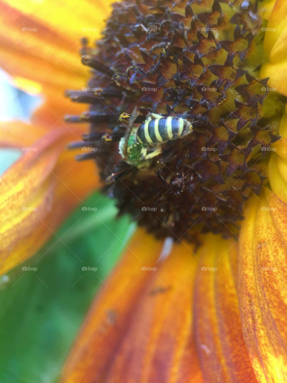 Close-up of bee on flower