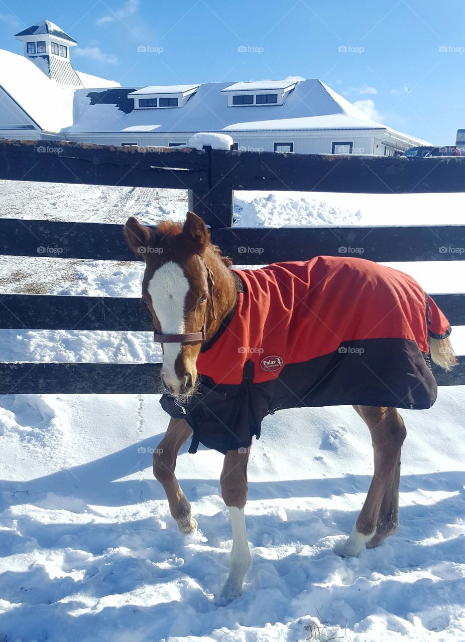 foal in a coat