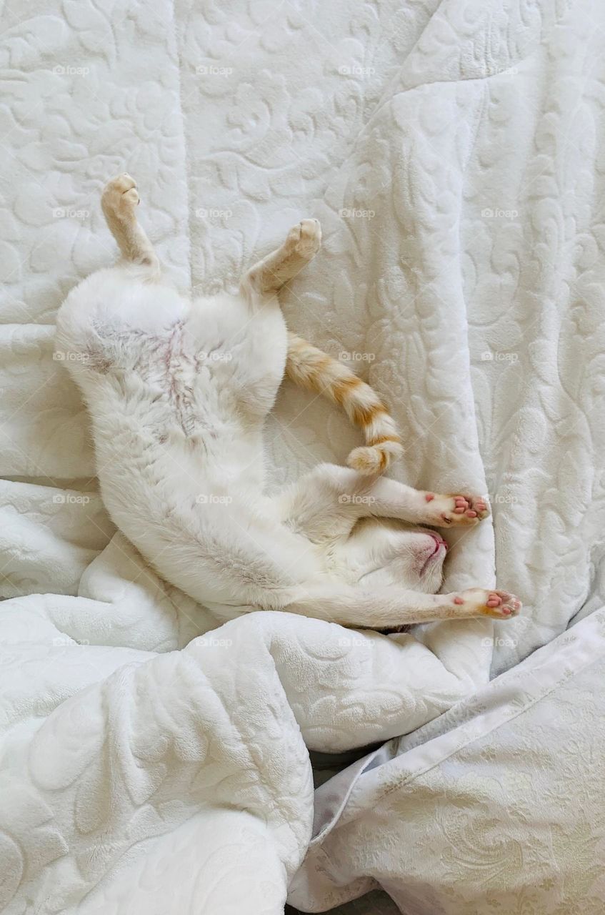 White cat sleeping in a white duvet 