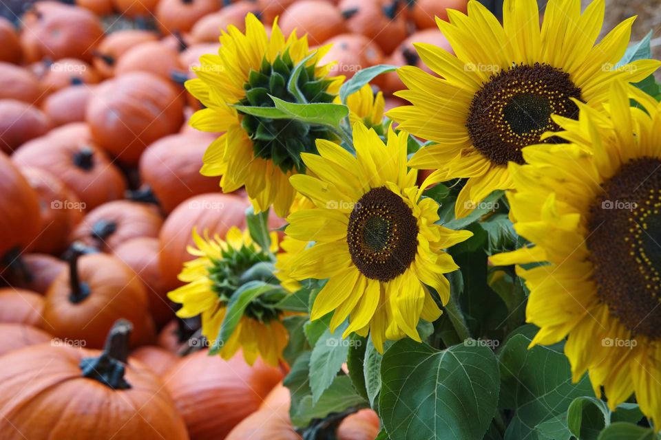 Sunflowers with pumpkins