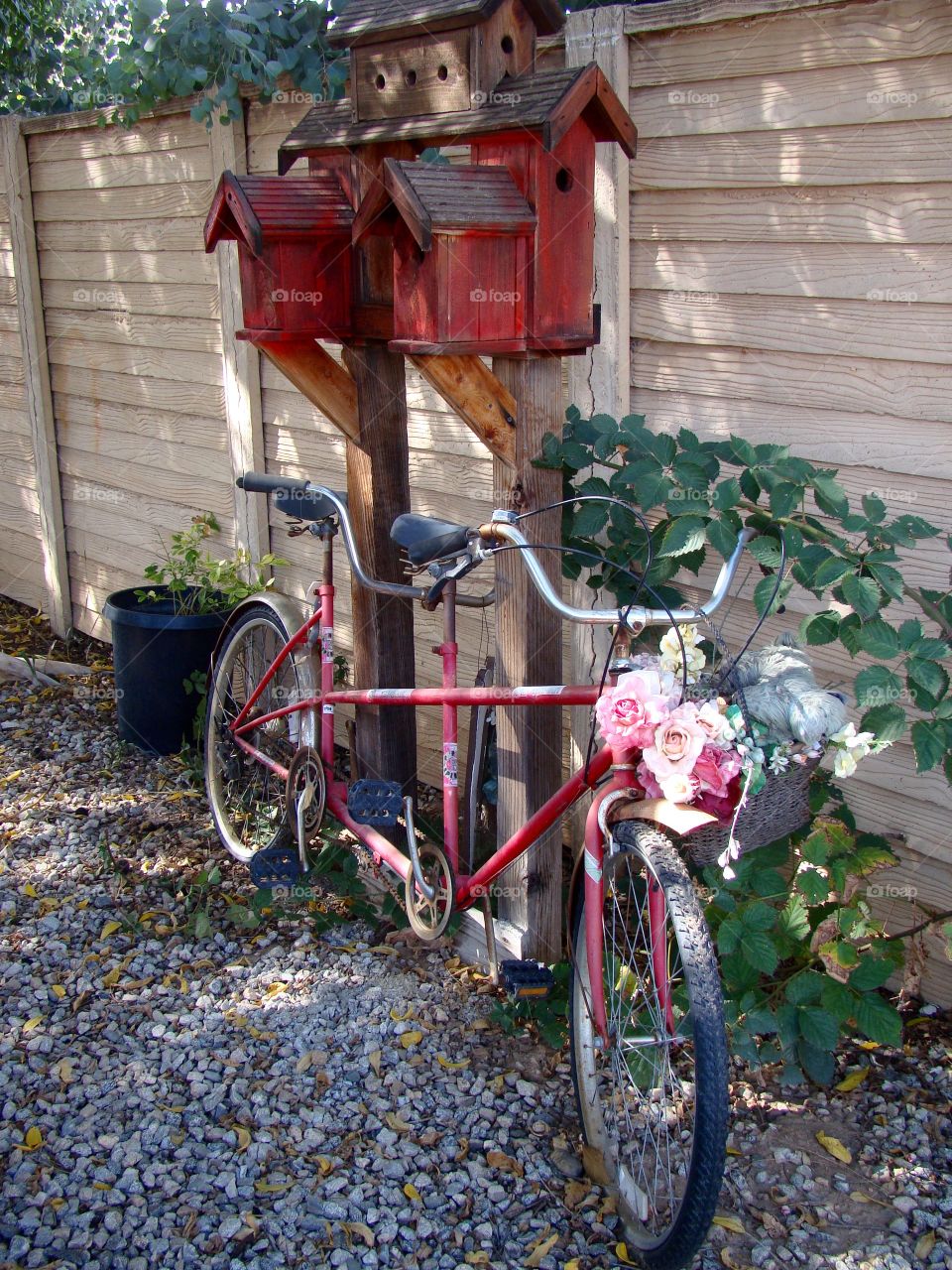 Bike and birdhouse 