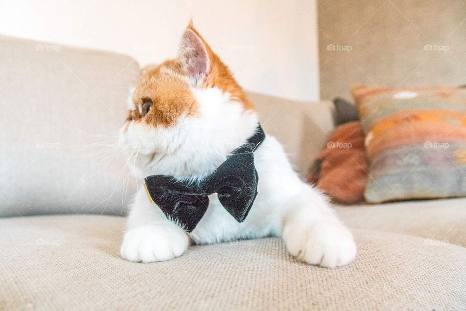 Cat with a bow-tie