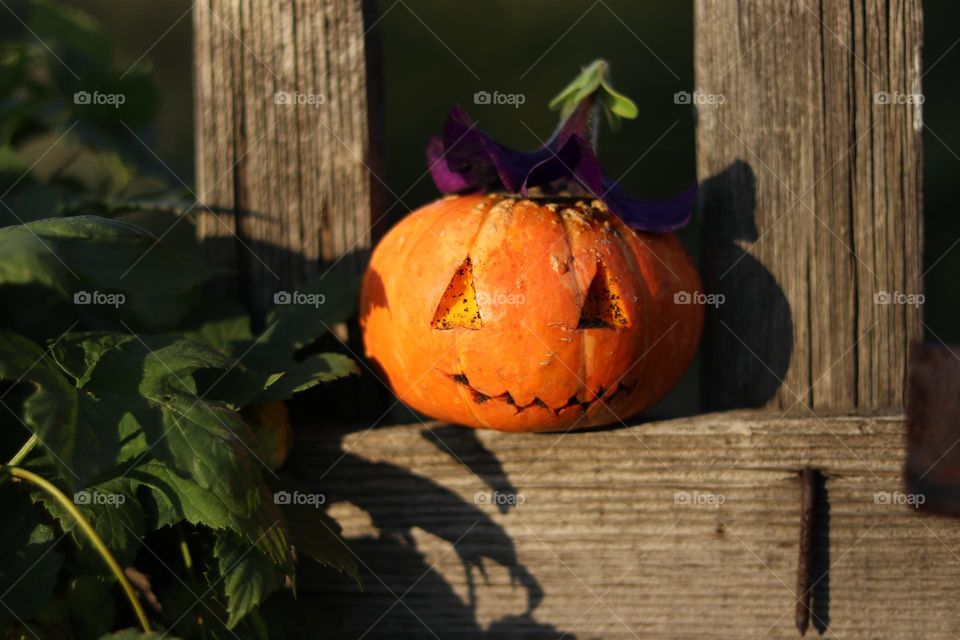 orange pumpkin