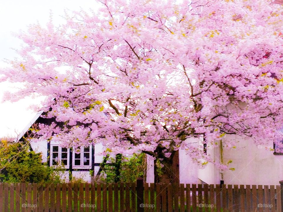 Tree in bloom. Japanese cherry tree in bloom