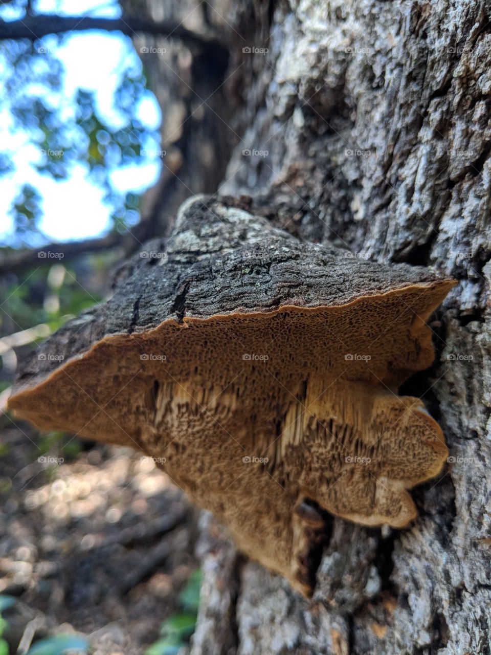 Magnificent polypores mushroom growing alongside the tree bark