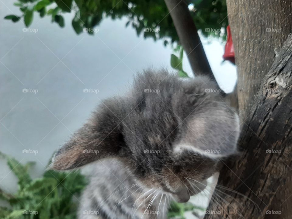 the gray cat and the gray sky