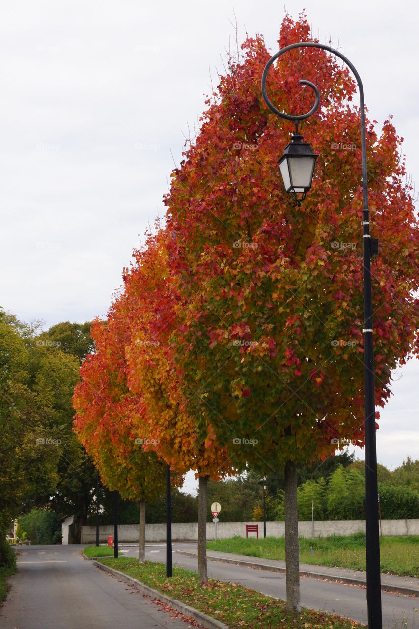 Arbres en automne