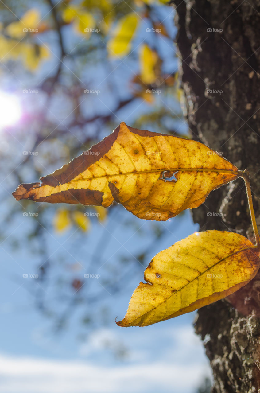 yellow leaves