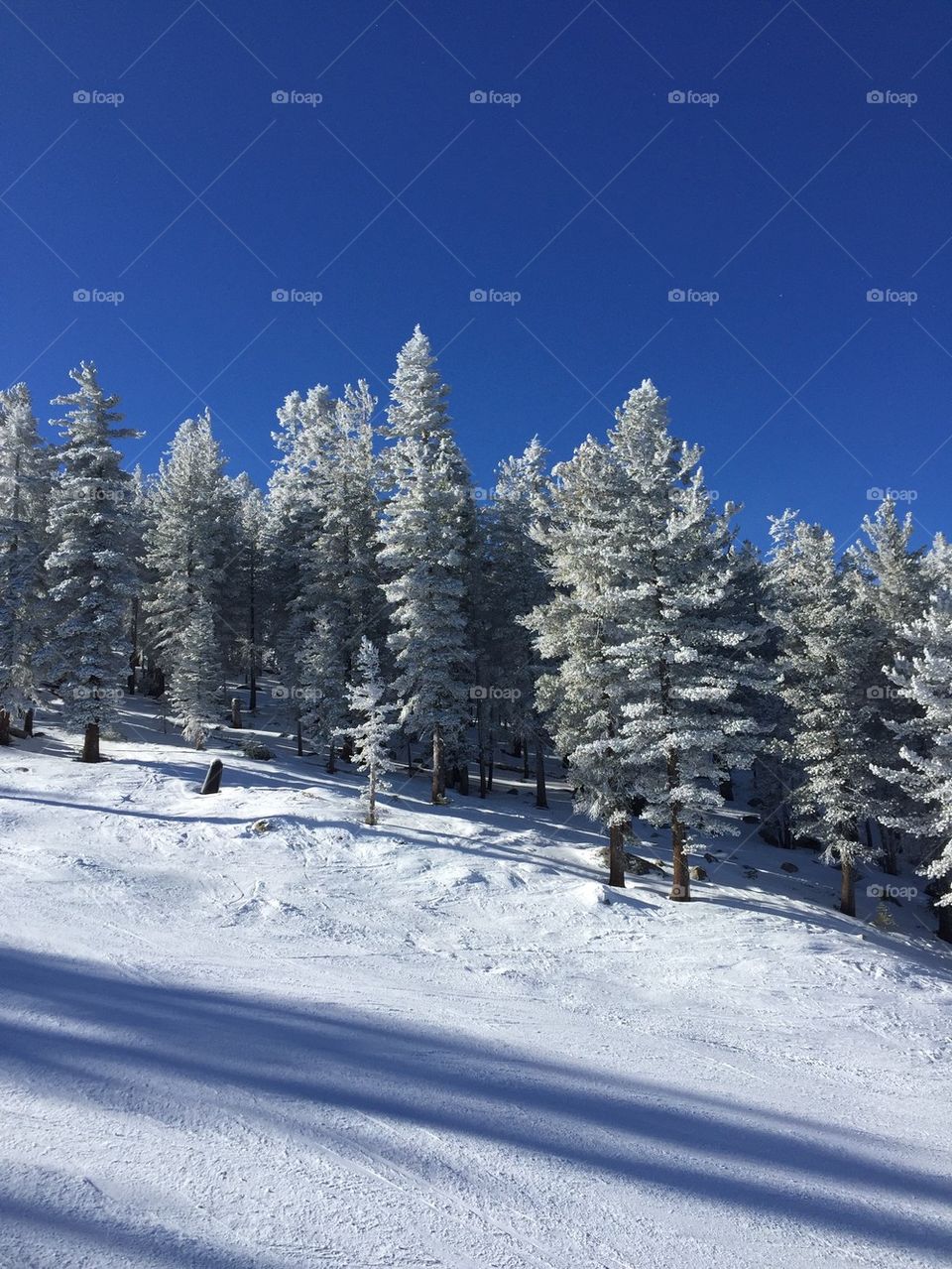 Snow trees 