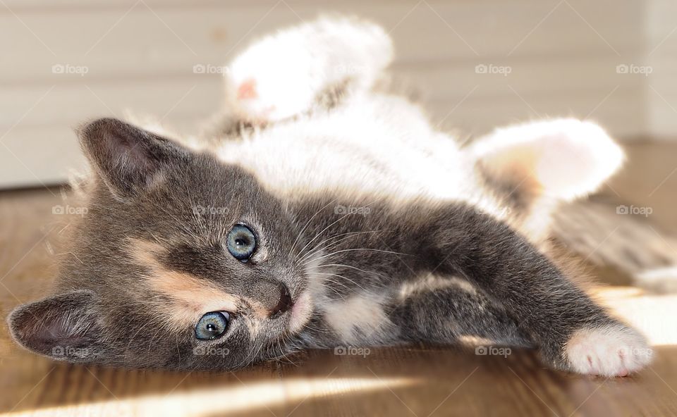 Young kitten lying down on floor