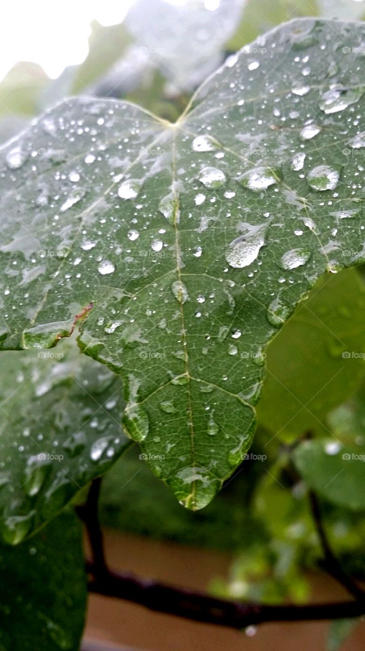 Raindrop leaf