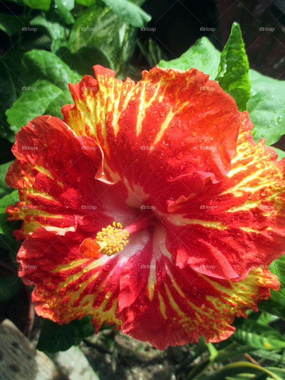 Hibiscus Flower