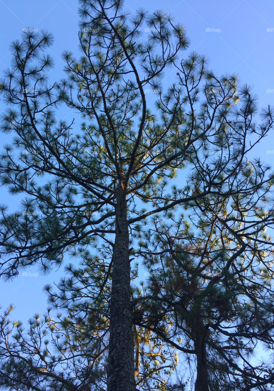 Tall pine tree in the forest! A Forest in every season! The forest's smell was fresh and organic! You could hear rustling as the wildlife scattered as the twigs were crunching under my feet. The trees were the towers of the forest. There are forests for all four seasons which display their own individual characteristics!