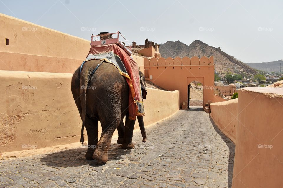 Amer fort in jaipur . ride on elephant traveling around fort