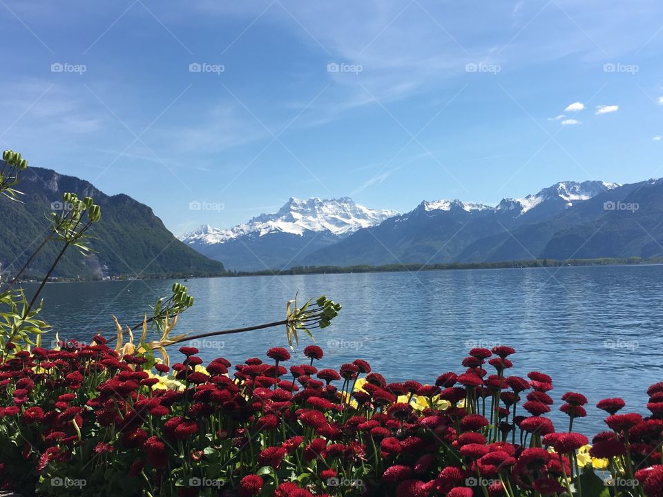 Flower field near the lake