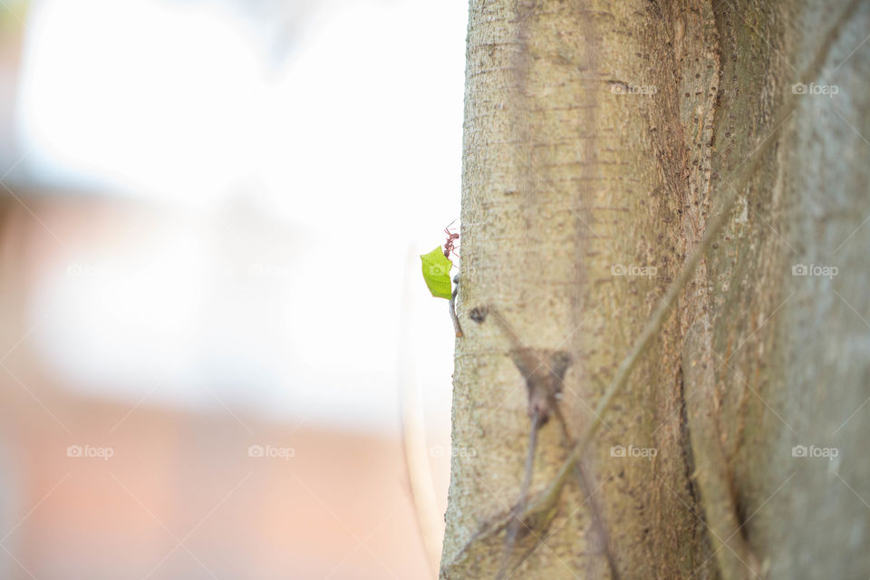 Ants carrying leaf