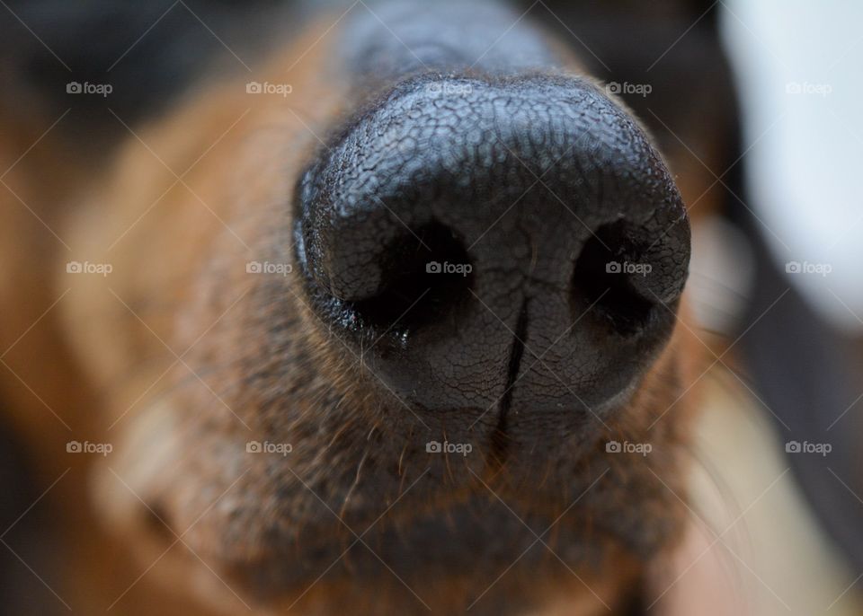 Muzzle of a dog