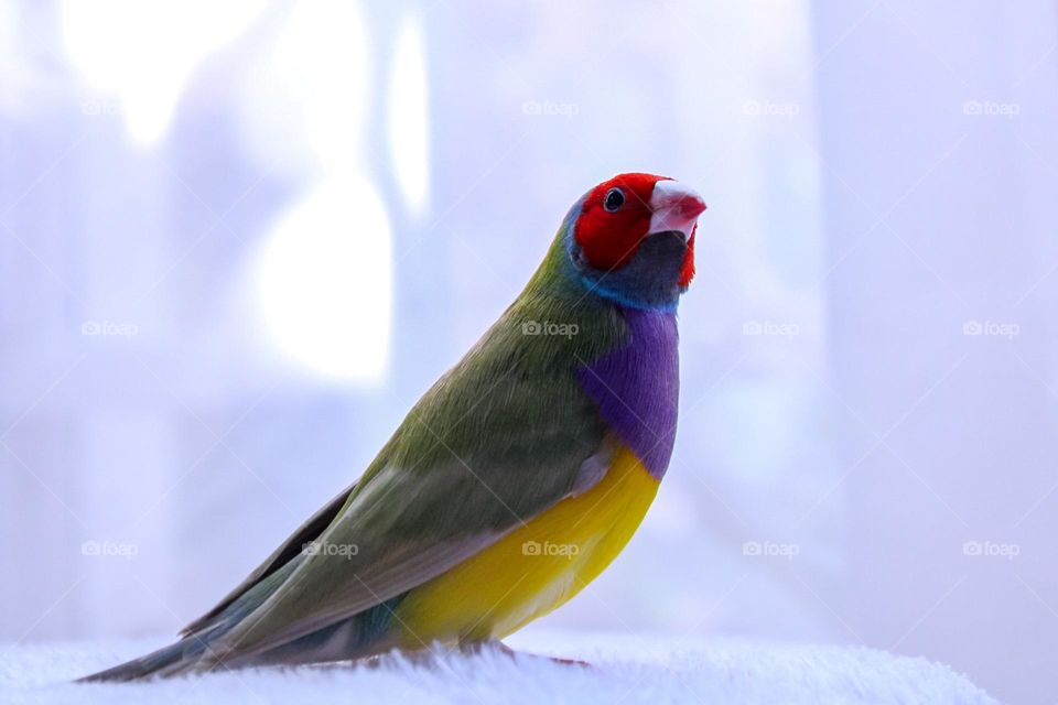 Rainbow gouldian finch bird