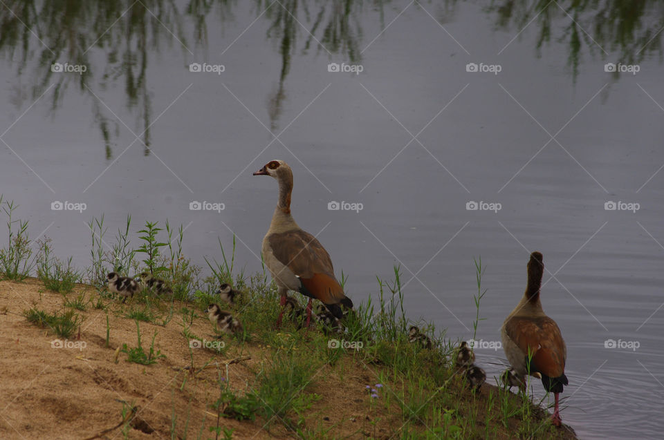 Duck family outing